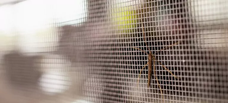 Repair Mosquito Mesh For Windows in Cape Coral, FL